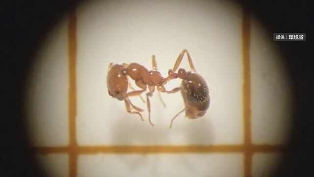 北海道初　刺されると激痛の“毒アリ”苫小牧港で見つかる　特定外来生物「アカカミアリ」 サムネイル
