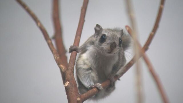 くりくりまんまる3きょうだい　エゾモモンガの赤ちゃん　おびひろ動物園で14年ぶりに誕生 サムネイル