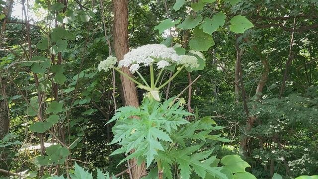 「すぐ洗い流し日光当たらないよう」北大構内と白石区で発見の植物、光毒性物質「フラノクマリン類」を確認