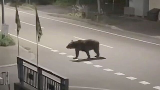   男性襲ったクマとは別か　道南・福島町ヒグマ１頭駆除　体長2ｍ８ｃｍ　体重２１８ｋｇのオス　