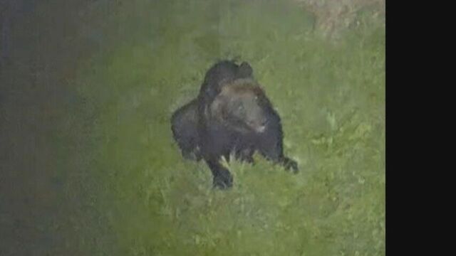 ＤＮＡで４年前に女性を襲ったクマと判明　福島町で配達員が襲われた現場で体毛採取　駆除個体との関連調査