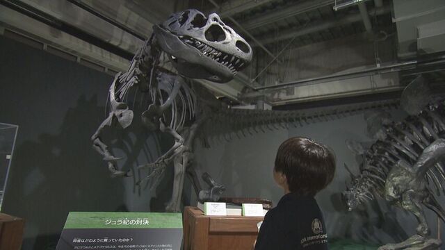 「歯がめっちゃかっこいい…。」リアルに動くティラノサウルスや貴重な化石など展示　サッポロファクトリー