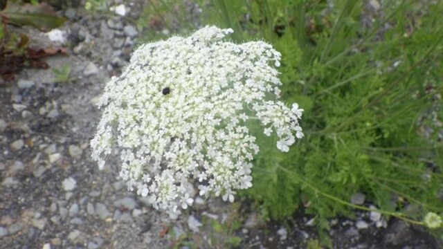 バイカルハナウドらしき植物と花の特徴が似ている「ノラニンジン」茎の太さが約1～2cmと細い（札幌市HPより）
