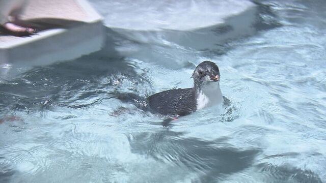 赤ちゃんペンギン　初めてのプールで気持ちよさそうに一生懸命泳ぐ姿をお披露目　札幌の都市型水族館