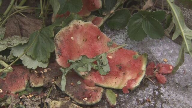ヒグマ注意報が発表されている道南の江差町で　またスイカなどが食い荒らされる被害　「ショックだ」 サムネイル