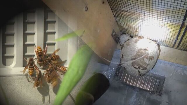 スズメバチの駆除に密着　家の意外な所に巣が　例年より早いペースで駆除依頼は去年の倍に　その理由は サムネイル