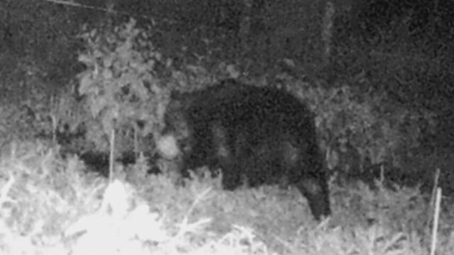 クマ注意報の江差町　「駆除されなければ来年は作らない」同じ家庭菜園が2日間連続スイカを食い荒らされる サムネイル