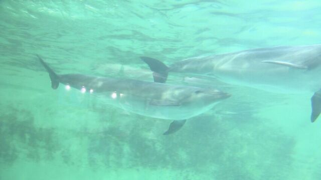 好物のアジで誕生日をお祝い　バンドウイルカの「レンカ」ちゃんが1歳に　おたる水族館　 サムネイル