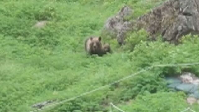 知床・羅臼岳　登山道で相次いだ「人を恐れないクマ」　入山規制で人身事故を防ぐことはできなかったのか？ サムネイル