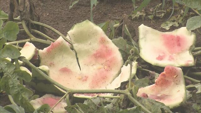 連日ヒグマの食害発生　道南・江差町で今度は畑のスイカ約100個食い荒らされる サムネイル