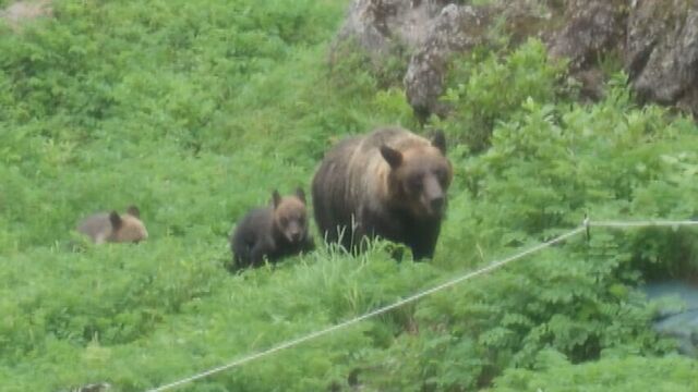 知床半島・羅臼岳　男性を襲ったクマは4日前に登山道で目撃された「人を避けない」クマと同じ可能性高い サムネイル