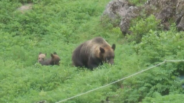 4日前にも登山道で人に近づいたか　知床半島・羅臼岳　男性死亡で駆除の親子グマ3頭 サムネイル
