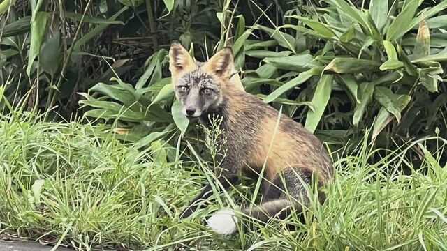 道北・猿払村　視聴者から投稿された”黒いキツネ”の正体は！？意外なルーツが明らかに