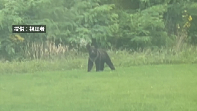 手負いのクマはどこへ…中学校に出没のクマ　ハンター発砲　弾が尻にあたり逃走　北海道・初山別村 サムネイル