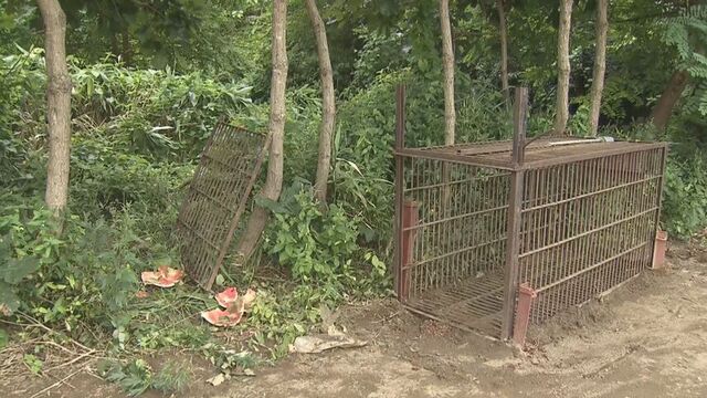 江差町　体長約1m75cmのオスのクマを捕獲　スイカ100個が食い荒らされた畑で　同じクマか鑑定へ　 サムネイル