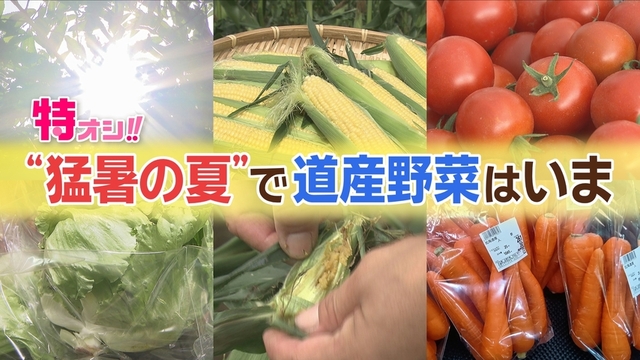 特オシで徹底解説　猛暑の夏で道産野菜はいま　暑さの品質や価格への影響は？ サムネイル