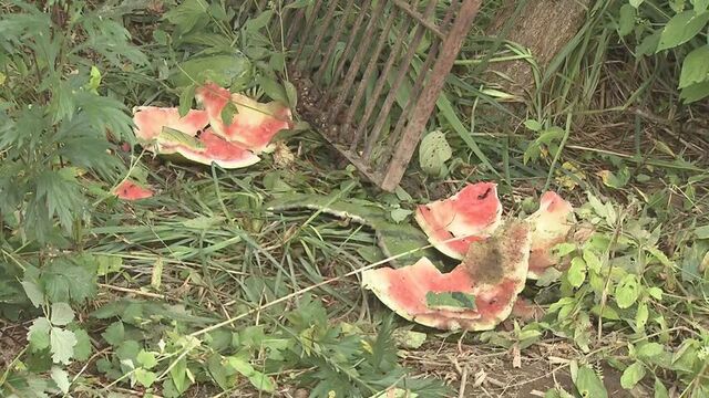 クマ食害で緊張続く道南　江差町と上ノ国町でクマ捕獲　出没繰り返していたクマと同一かDNA鑑定で特定へ サムネイル