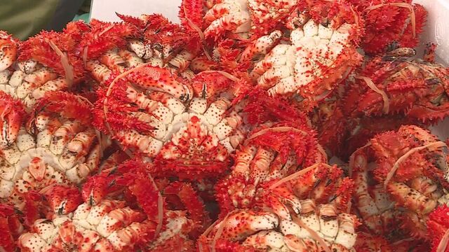「カニは最高」果敢にトゲに挑む　花咲ガニの早食い競争も　根室かに祭り始まる サムネイル