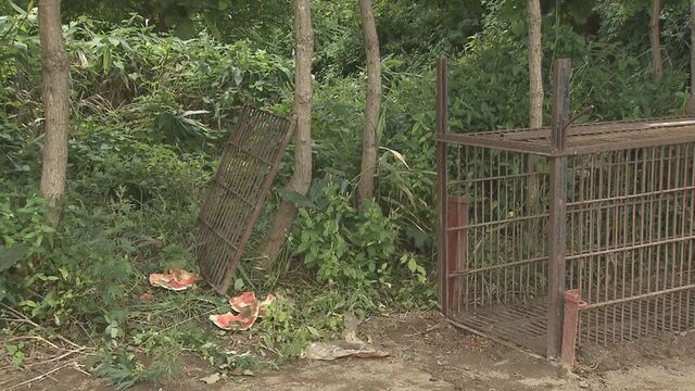 別個体カメラに…スイカ食い荒らすクマ29日に駆除も　役場設置の箱わな近くで新たなクマ　北海道・江差町 サムネイル
