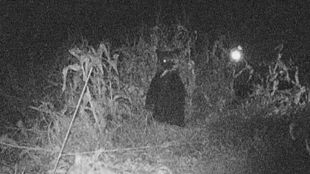 【ヒグマ】むさぼる姿がカメラに　北海道厚沢部町のトウモロコシ畑で食害　４日連続　