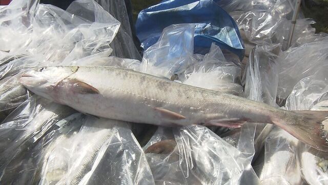 浜値のさらに２割引きも　秋の味覚のイベント