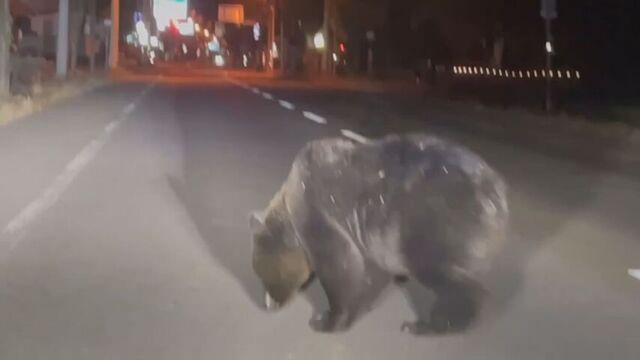 【クマ映像】巨体を揺らして車の前を悠然と歩くクマ　寺の境内に親子グマ出没ブドウ食い荒らす　北海道 サムネイル