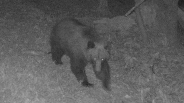 札幌・宮の森で監視カメラにクマ　江差町では倉庫に体長1.5mのクマ侵入「まさか来るとは思わない」 サムネイル
