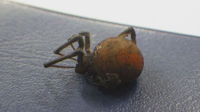 強い毒性の特定外来生物「セアカゴケグモ」 旭川市内で20匹と卵確認　道内3例目 サムネイル