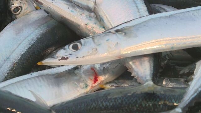 秋の味覚に明暗　サンマの水揚げは好調　秋サケは過去10年で最も少ない水揚げ サムネイル