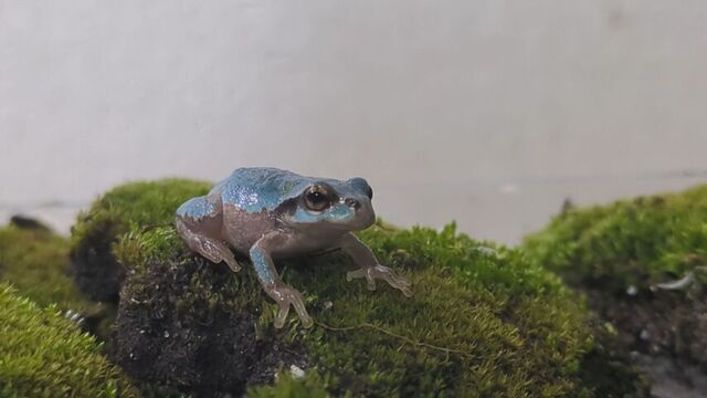 青いカエルを見つけたよ！　 生き物大好き札幌の小学6年生リョウタくんが発見「初めて見たからびっくり」 サムネイル