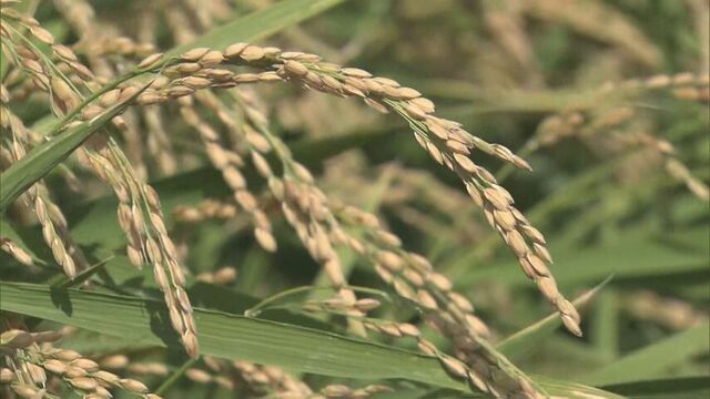 道内新米の予想収穫量は49万7000トン　高温の影響で単位面積あたりの作況単収指数は過去5年の平均下回る サムネイル