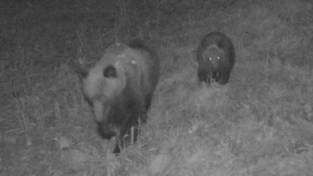 札幌市西区西野、相次ぐクマ目撃で親子グマ駆除　DNA鑑定で関連調査へ サムネイル