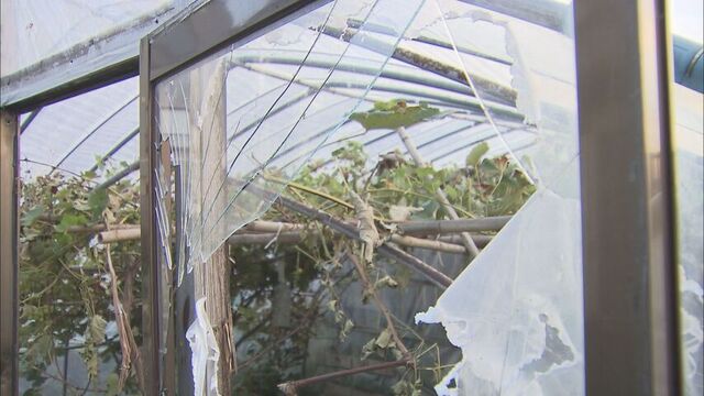 【クマ侵入】扉のガラスを割ってビニールハウスに　家庭菜園のブドウを食い荒らす　北海道江差町 サムネイル
