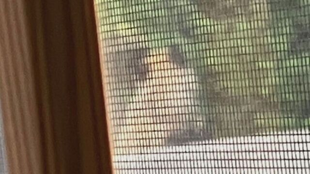 札幌市中央区の住宅街で「窓の外にクマ」　目撃相次ぎ小中学校が臨時休校 サムネイル
