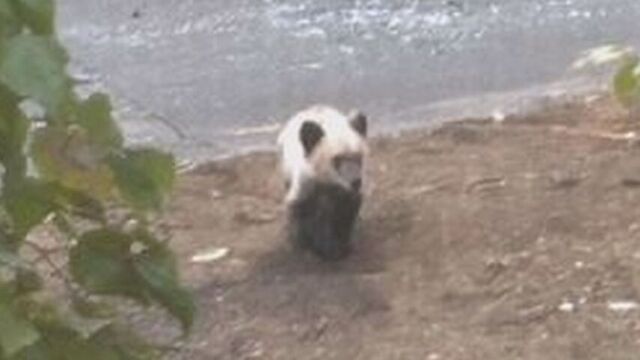 札幌市中央区と西区で朝からクマ目撃相次ぐ　円山西町に出没した子グマは午後にハンターが駆除 サムネイル