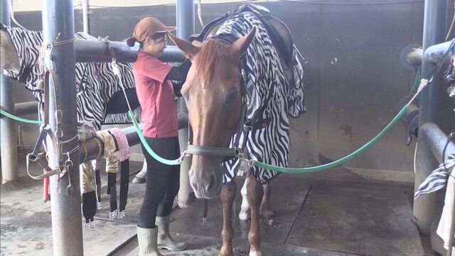 「教えたことは絶対に忘れない賢い馬です」引退の重賞馬ダークシャドウが乗馬体験に登場　北海道浦河町