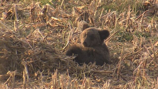 畑の真ん中でシカを食べるクマ　死骸を隠し4時間半にわたって居座る　北海道砂川市 サムネイル