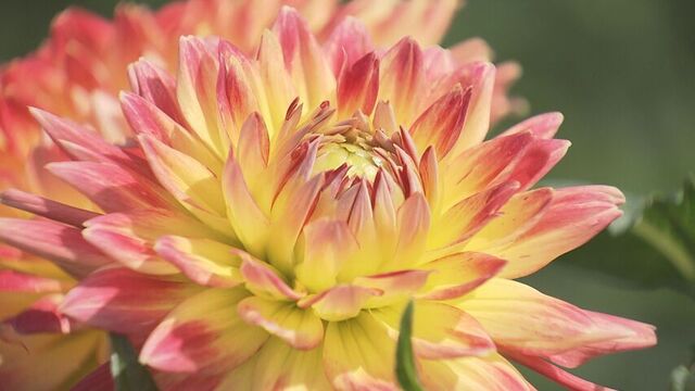 可憐な花にうっとり　色鮮やかなダリアの花が見ごろ　札幌市北区の百合が原公園 サムネイル