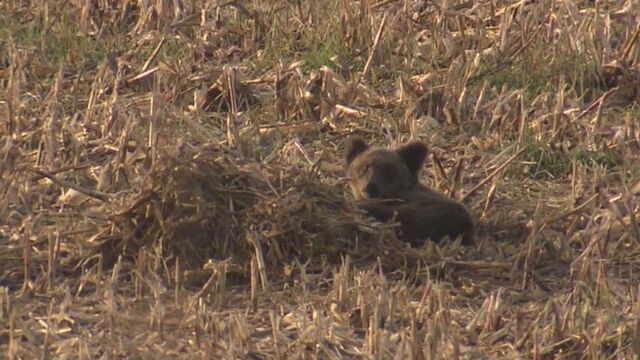 【危険】シカ食べるクマ　「土まんじゅう」近くに潜んでいることも　獲物を隠し繰り返し食べる習性 サムネイル