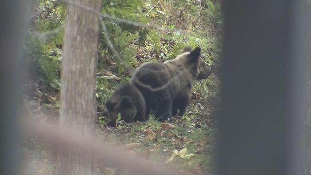 一時“緊急銃猟”による駆除の準備するも山に立ち去ったため解除　札幌・西区の住宅街にクマ２頭が居座り