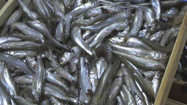 えりも町で秋の味覚シシャモ漁 水揚げは例年並みに 一方むかわ町では3年連続の休漁に  サムネイル