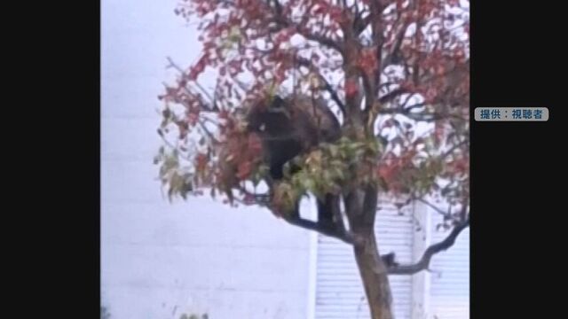 クマ目撃情報相次ぐ 札幌市・中央区や東区で調査 上ノ国町の国道沿いでヒメリンゴの木の実を食べるクマ サムネイル