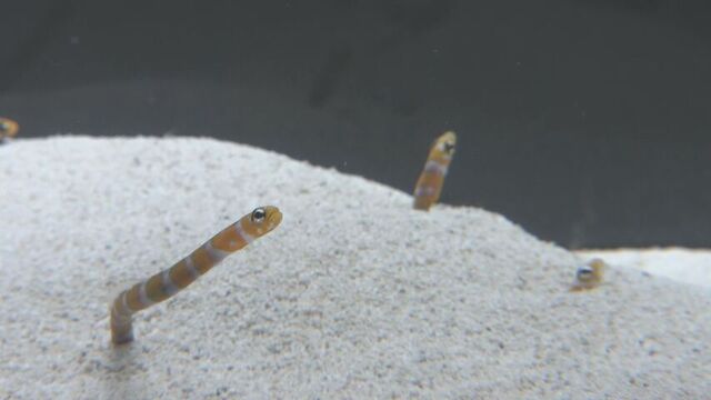 新しい生き物がお披露目 札幌市の都市型水族館「AOAO SAPPORO」リニューアル サムネイル