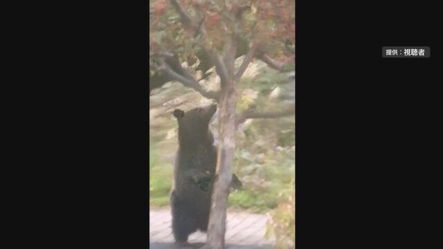 歩道の木に登るクマ ヒメリンゴの実を目当てに出没 北海道上ノ国町 サムネイル