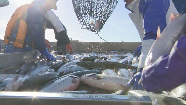 【深刻な不漁】前年同時期の4割を下回る 北海道内の秋サケ漁獲数が低迷  サムネイル