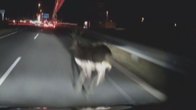 【衝突の瞬間】回避不能の衝突事故発生 夜の札幌新道でシカが急に飛び出したら サムネイル