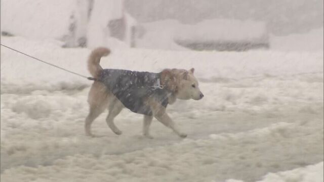 「急に どさっと」一気に雪景色 そりで保育園に通う姿も 札幌の山沿いは真っ赤な紅葉に白い雪 サムネイル