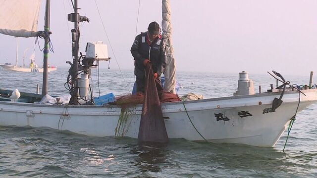 道東・別海町　今秋のホッカイシマエビ漁中止決定　９月の調査で資源確保の必要性