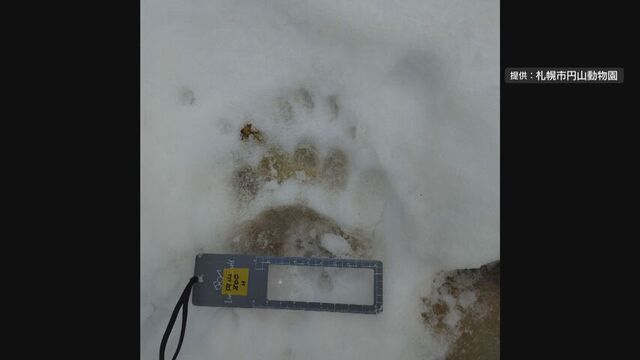 円山動物園にクマ出没　原始林と隣接する森に複数の足跡　来園者を外に避難させ臨時休園に　札幌市