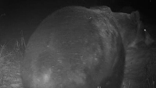 北海道 ヒグマが３００ｋｇ超えの箱わな倒す　札幌・円山公園はクマ侵入で冬季開業2日遅れ